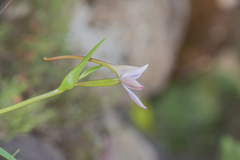 Brownleea macroceras