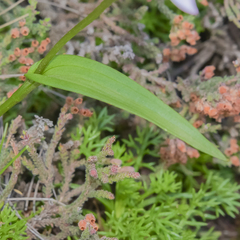 Brownleea macroceras