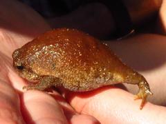 Breviceps montanus