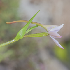 Brownleea macroceras