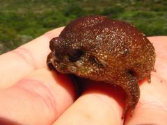Breviceps montanus