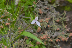 Brownleea macroceras