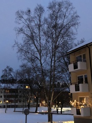 Betula pendula