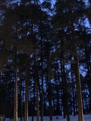 Pinus sylvestris