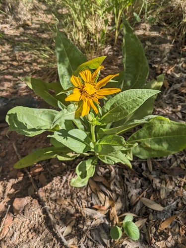 Image of Helianthella quinquenervis by (c) Alina Martin, some rights reserved (CC BY)
