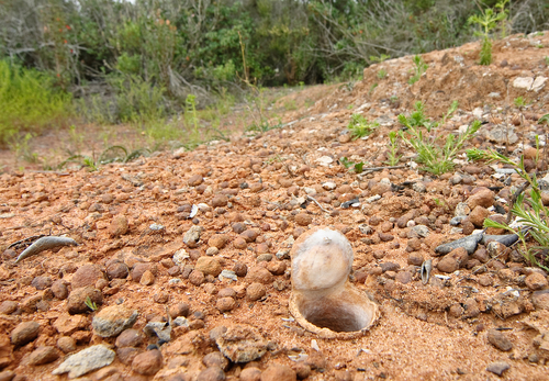 California Trapdoor Spider