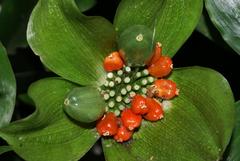 Scadoxus membranaceus