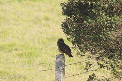 Asio flammeus bogotensis