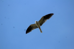 Elanus leucurus leucurus