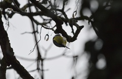 Cyanistes caeruleus