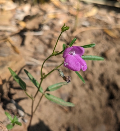 Pinos Altos Mountain bean (Phaseolus parvulus)