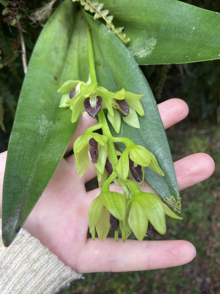 Dendrobium geotropum T.M.Reeve