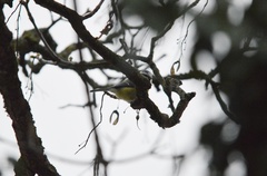 Cyanistes caeruleus
