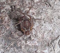 Erginulus subserialis