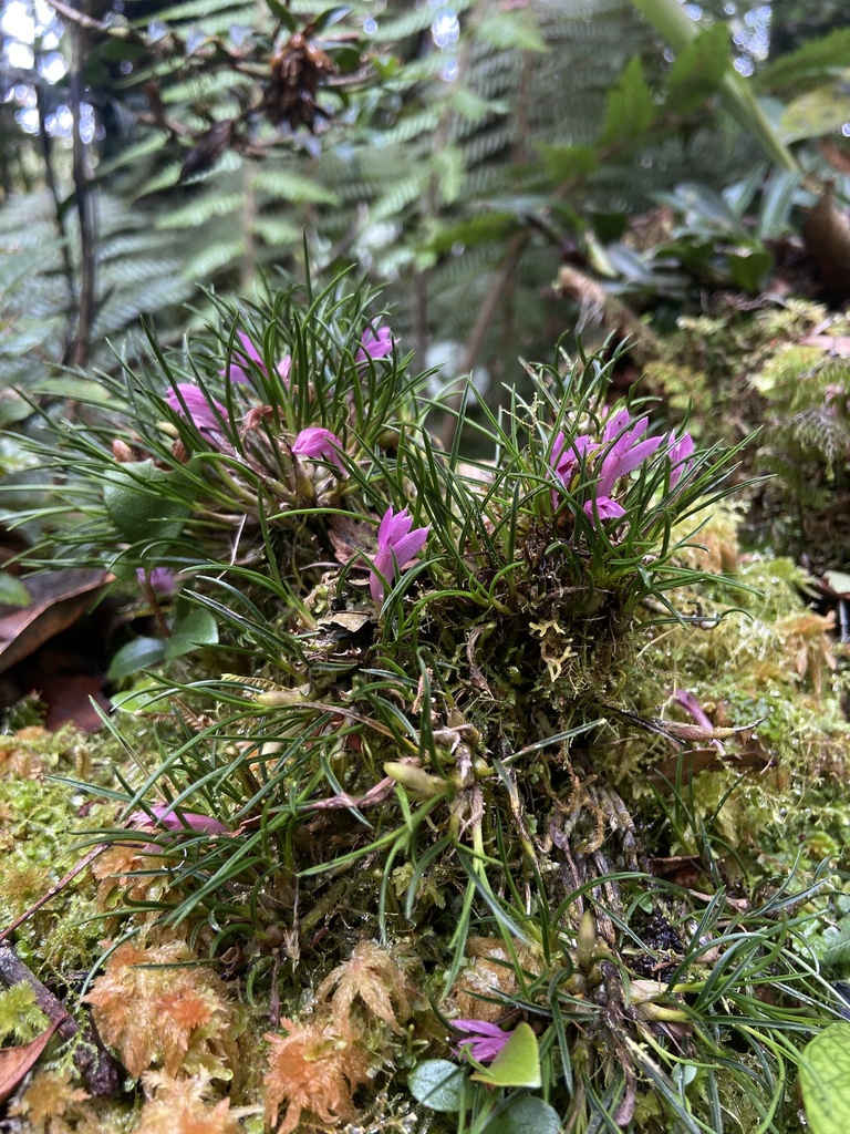 Dendrobium nardoides Schltr. 2