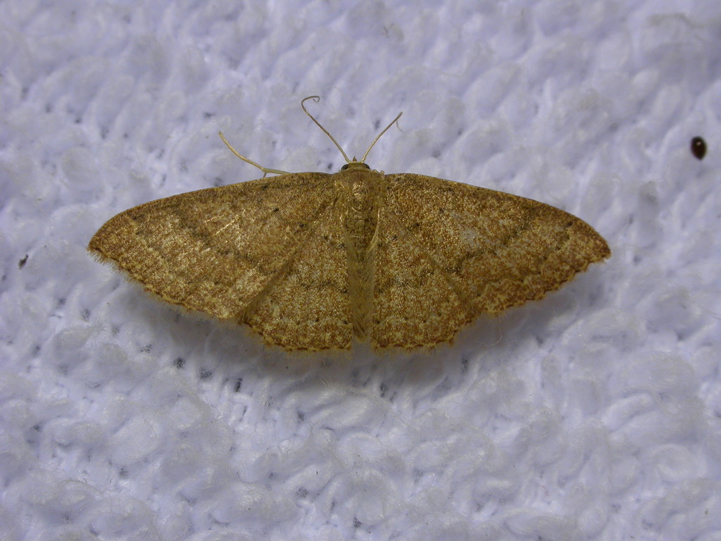 Asthene Wave