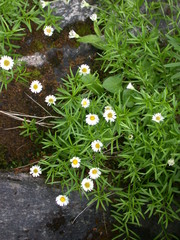 Erigeron hyssopifolius