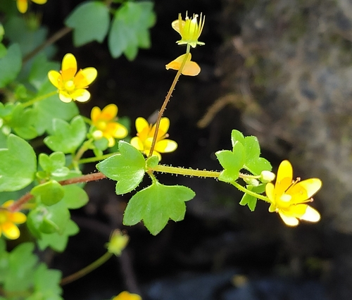 Image of Saxifraga cymbalaria by (c) KAnatoliy, some rights reserved (CC BY)