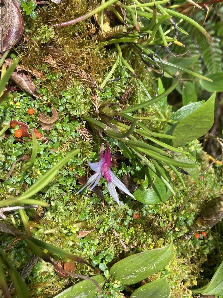 Dendrobium hellwigianum Kraenzl.