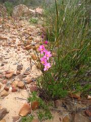 Ixia scillaris scillaris