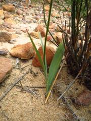 Ixia scillaris scillaris