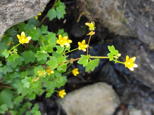 Image of Saxifraga cymbalaria by (c) KAnatoliy, some rights reserved (CC BY)