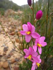 Ixia scillaris scillaris