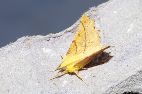 Ennomos alniaria