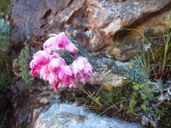 Erica glauca elegans