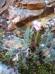 Erica glauca elegans