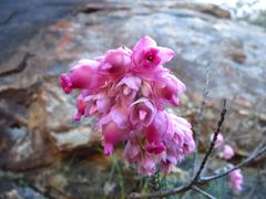 Erica glauca elegans