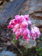 Erica glauca elegans
