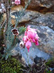 Erica glauca elegans