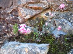 Erica glauca elegans