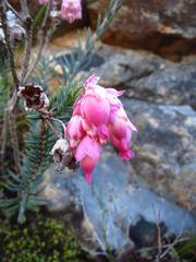 Erica glauca elegans