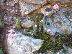 Erica glauca elegans