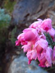Erica glauca elegans
