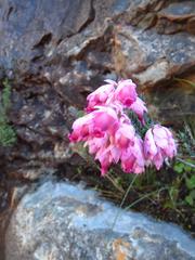 Erica glauca elegans