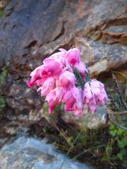 Erica glauca elegans