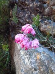 Erica glauca elegans