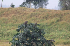 Asio flammeus bogotensis