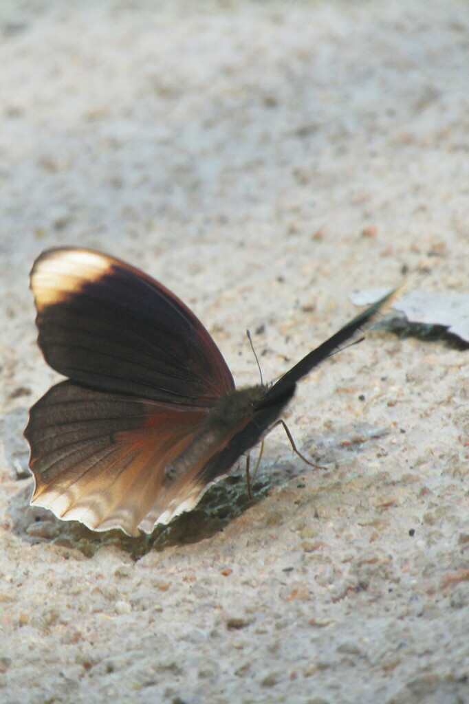 Terinos tethys