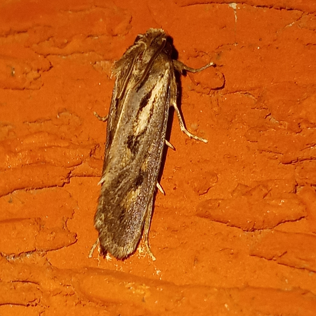 Clemens' Grass Tubeworm Moth from Preston, MD 21655, USA on August 18 ...