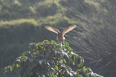 Asio flammeus bogotensis