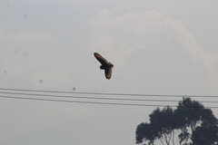 Asio flammeus bogotensis