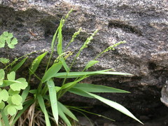 Dichanthelium xanthophysum