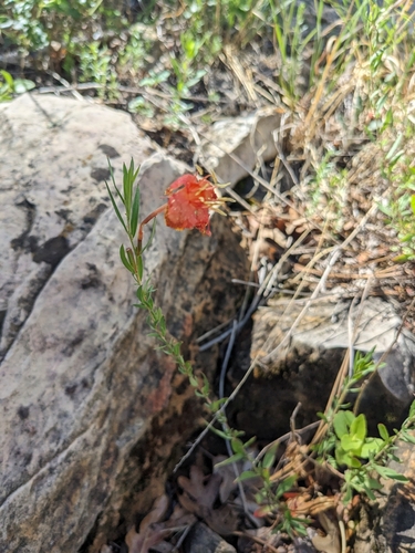 Image of Oenothera toumeyi by (c) Alina Martin, some rights reserved (CC BY)