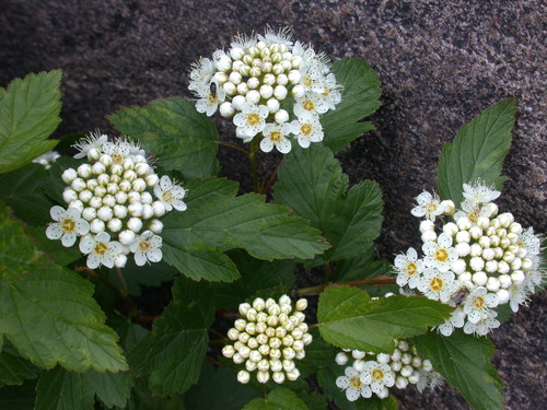 Putinalapis pūslenis nuotrauka