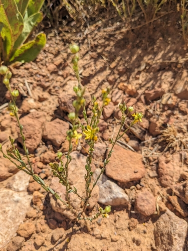 Image of Linum neomexicanum by (c) Alina Martin, some rights reserved (CC BY)