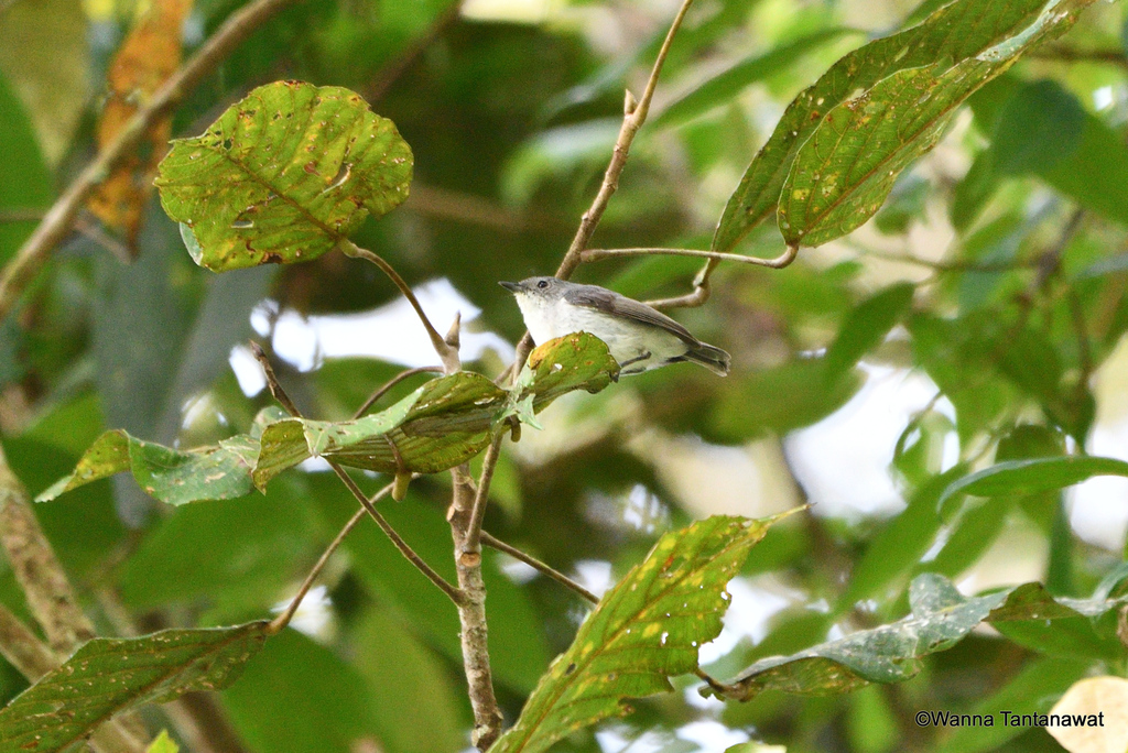Gray Thornbill (Acanthiza cinerea) photo